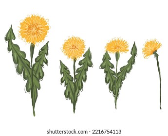 Set of vector clipart hand-drawn dandelions. Sketch illustration of flowers isolated from the background. Scribble taraxacum for stickers and your design