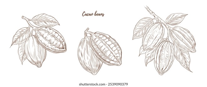 Set of vector cocoa plant with nuts and leaves line art illustration, graphic line cocoa plant combination. cocoa branch. cocoa botanical. Retro engraving style. Great for any designs, textile