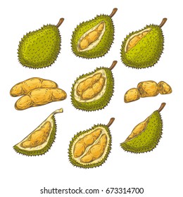 Set of vector color illustrations, icons of a durian fruit whole and peeled in an engraving style isolated on a white background. Print, template, design element