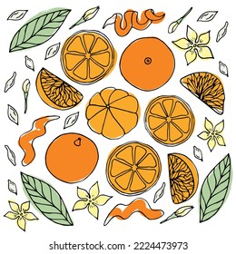 Set of Vector color Oranges, mandarins or tangerines isolated on white. Black contour elements. Ingredients for lemonade, jam, new year or christmas design. Hand drawn doodle simple fruit clipart