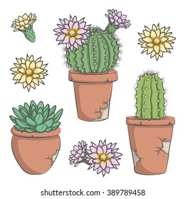 Set of vector colored cactus with flowers in old pots. 