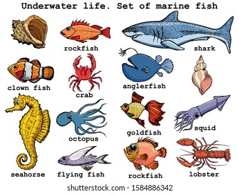 Set of vector, colored, hand drawn, sketch illustrations of different underwater animals and objects. Side view. Motives of wildlife, nature, ecology, education, seafood, diving, exotic adventures