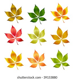 Set of vector colorful autumn leafs .Autumn background