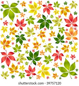 Conjunto de folletos vectoriales coloridos de otoño. Fondo del otoño