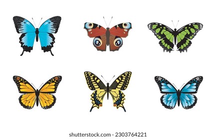 Set of vector colorful butterfies. Butterflies insects on white background