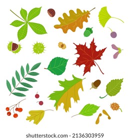 A set of vector colorful leaves and fruits of trees isolated on a white background. Simple flat style, vector illustration	