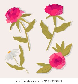 A set of vector colors. Elegant feminine peonies and chamomile. A variety of garden botany for web design, apps, patterns and logos. Modern illustration.