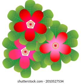 Set of vector compositions from Adenium Obesum Flower. for wedding concept - flowers, Floral posters, vector arrangements for greeting card or invitation design, and other.