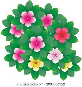 Set of vector compositions from Catharanthus Roseus Flower. for wedding concept - flowers, Floral posters, vector arrangements for greeting card or invitation design, and other.