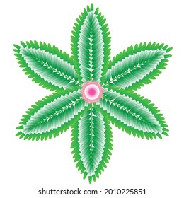 Set of vector compositions from Mimosa Pudica Flower. for wedding concept - flowers, Floral posters, vector arrangements for greeting card or invitation design, and other.