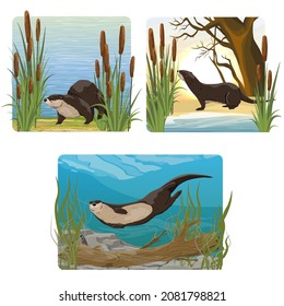 A set of vector compositions with realistic river otter in its habitat. The river otter swims in the water, stands on the shore and comes out of the water. Realistic landscapes