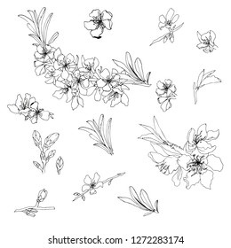 
Set of vector contour flowers of almond, cherry or apple on a white background. For design, templates, greeting cards posters, backgrounds.