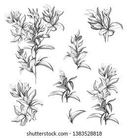 Satz von Vektorkonturblumen auf weißem Hintergrund. Skizzen der einzelnen Blumen mit Tinte. Contour Clip Art für Sommerdesign und Farben.