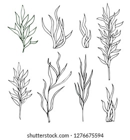 
Set of vector contours of plants, grass,
seaweed