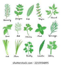 set of vector culinary herbs illustration