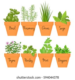 Set of vector culinary herbs in terracotta pots with labels. Green growing basil, sage, rosemary, chives, thyme, parsley, mint, oregano with text above. Gardening. For advertising, poster, banner, web