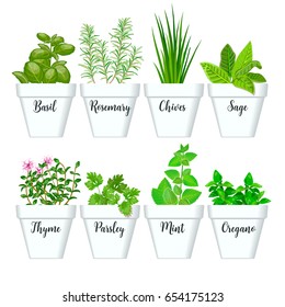 Set of vector culinary herbs in white pots with labels. Green growing basil, sage, rosemary, chives, thyme, parsley, mint, oregano with text above. Gardening. For advertising, poster, banner, web