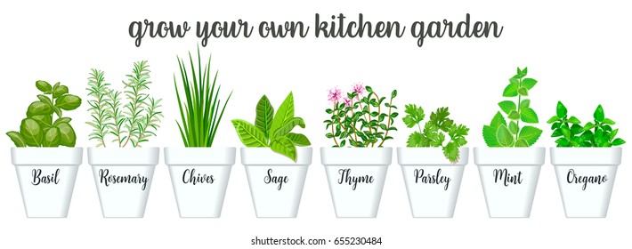 Set of vector culinary herbs in white pots with labels. Green growing basil, sage, rosemary, chives, thyme, parsley, mint, oregano with text above. Gardening. For advertising, poster, banner, web