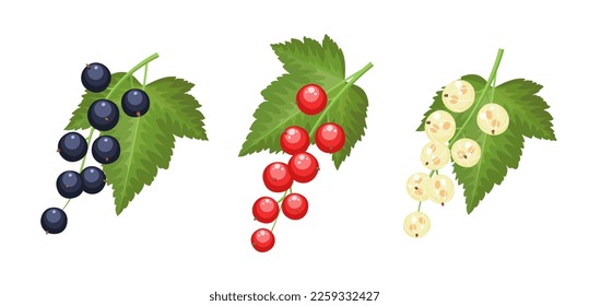 Set of vector currants isolated on white background