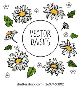 Set of vector daisies or chamomile with leaves and cute small flowers. Outline.