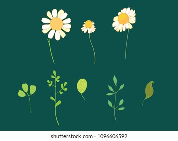 Set of vector daisy flowers and leaves. Great for spring and summer party invitations,packaging, scrapbooking design projects. Surface pattern design.