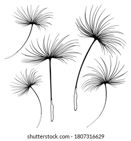 Set of vector dandelion fluff. Black and white illustration.