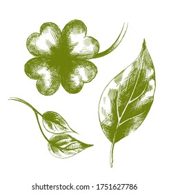 Set of Vector decorative hand-drawn leaves . Artwork with imitation black ink or pen. Elements for the design of packaging of tea, medicines, cosmetics, banners, gift products. Clover, birch, poplar.