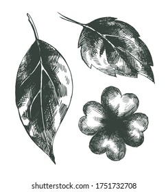 Set of Vector decorative hand-drawn leaves . Artwork with imitation black ink or pen. Elements for packaging
 design of tea, medicines, cosmetics, banners, gift products. Clover, birch, poplar, rose.