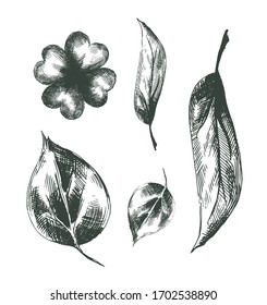 Set of vector decorative leaves with rough shading. Artwork with imitation of ink drawing. Collection of images of herbs for packaging design. Four leaf clover, several round birch leaves and narrow.