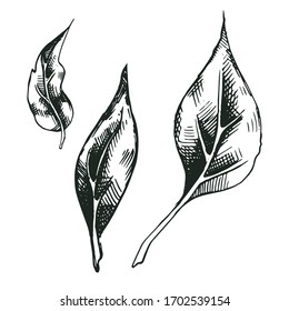 Set of vector decorative leaves with rough shading. Artwork with imitation of ink drawing. Collection of medicinal plants images for packaging design of medicines, cosmetics, tea, spices, sweet drinks
