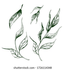 Set of vector decorative leaves with rough shading. Artwork with imitation of ink drawing. Collection of images of herbs for packaging design. Several different tea leaves.