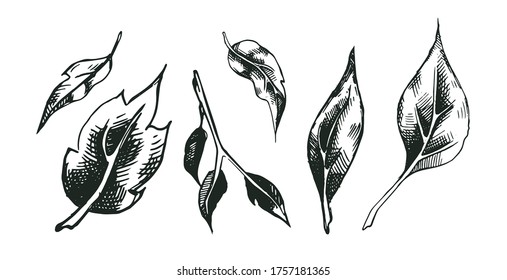 Set of vector decorative leaves with rough shading. Artwork with imitation of ink drawing. Collection of images of herbs for packaging design. Several different tea leaves.