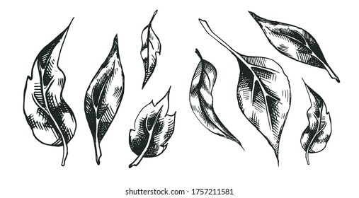 Set of vector decorative leaves with rough shading. Artwork with imitation of ink drawing. Collection of images of herbs for packaging design. Several different tea leaves.
