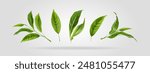 Set of vector design elements from collection of natural, green leaves, tea herbs in realistic style. Decorative beauty elegant illustration for design