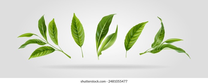 Set of vector design elements from collection of natural, green leaves, tea herbs in realistic style. Decorative beauty elegant illustration for design