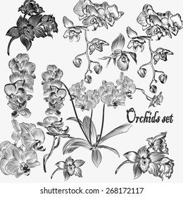 Set of vector detailed orchid flowers