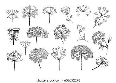 Set of vector different types of inflorescence, isolated on white. Compound inflorescence. Dill or fennel flowers and leaves. Stylized hand drawn vector illustration