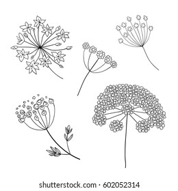 Set of vector different types of inflorescence, isolated on white. Compound inflorescence. Dill or fennel flowers and leaves. Stylized hand drawn vector illustration