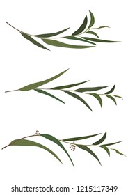 set of vector dividers with branch of eucalyptus
