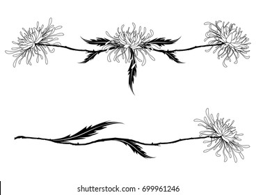 set of vector dividers with chrysanthemums in black and white