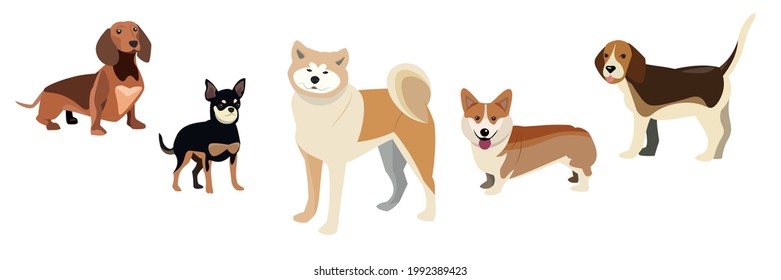 Set of vector Dogs. Dogs collection. Corgi, Chihuahua, Akita inu, Beagle, Dachshund isolated on white background