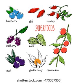 Set of vector doodle illustrations of the most popular super foods. Blueberry, acai, goji, physalis, mulberry, rose hip, camu camu, noni fruit. Color hand drawn objects isolated on white background.