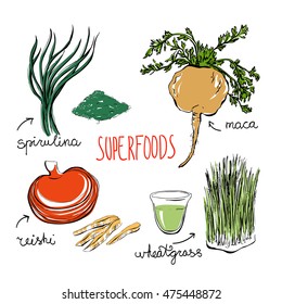 Set of vector doodle illustrations of the most popular super foods. Spirulina, reishi mushroom, wheatgrass, peru maca. Color hand drawn objects isolated on white background.