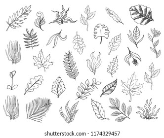 Set of vector doodle leaves, hand drawn illustrations isolated on white background
