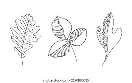 Set of vector doodle leaves. Hand drawn autumn leaves  isolated in white background.