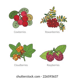 Set of vector doodle pied berries like blueberries juniper cranberries crowberries isolated on white