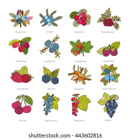Set of vector doodle pied berries isolated on white