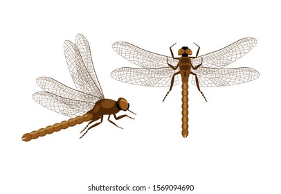 Set of vector dragonfly. Top and side view on realistic dragonfly. Decorative element for embroidery, patches and stickers. Vector isolated art insects in vector.