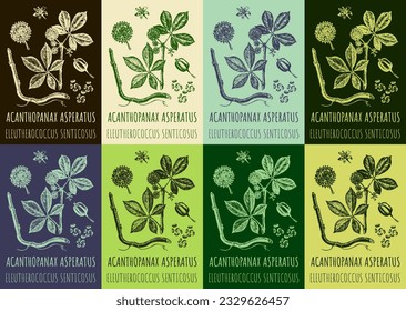 Conjunto de planos vectoriales ACANTHOPANAX ASPERATUS en varios colores. Ilustración dibujada a mano. El nombre latino es ELEUTHEROCOCCUS SENTICOSUS
