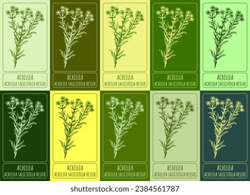 Set of vector drawing of ACHILLEA in various colors. Hand drawn illustration. Latin name ACHILLEA SALICIFOLIA BESSER.
